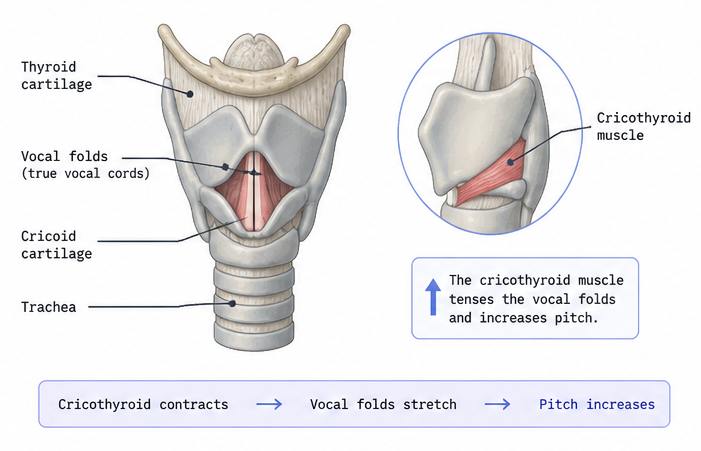 Position of the vocal folds and cricothyroid muscle — the muscle structure involved in vibrato production